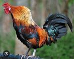 gratis hanen, Mannelijk, Kip