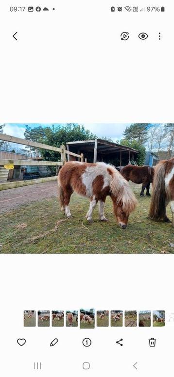 Mooi mini paardje hengst 1 jaar, Dieren en Toebehoren, Hengst