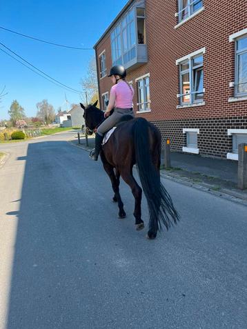 Duitse merrie 12 jaar . Fok of wandel paard, Jument