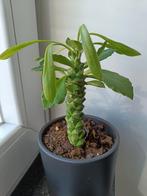 Euphorbia guentheri stekje XS, Huis en Inrichting, Kamerplanten, Cactus, Minder dan 100 cm, Halfschaduw, In pot