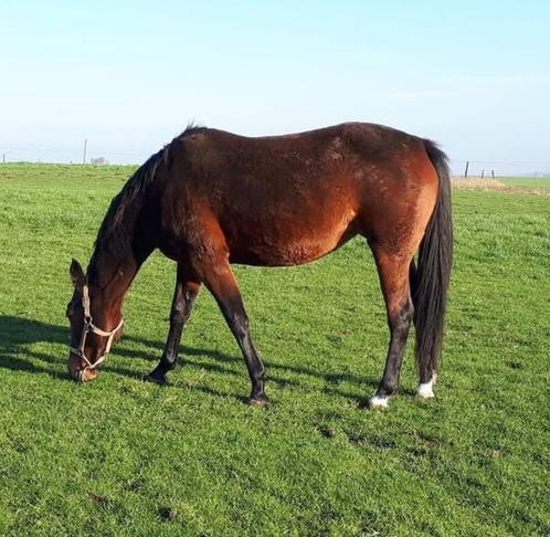 Merrie 16jaar zoekt gouden huisje, Dieren en Toebehoren, Paarden, Merrie, Niet van toepassing, Minder dan 160 cm, 11 jaar of ouder