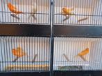 kanaries, Dieren en Toebehoren, Vogels | Kanaries, Meerdere dieren, Kleurkanarie