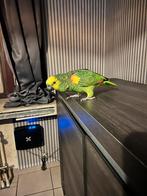 GEZOCHT! handtamme papegaai !, Dieren en Toebehoren, Vogels | Parkieten en Papegaaien