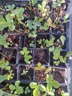 aarbeiplanten ostara 1 eur per stuk, Ophalen