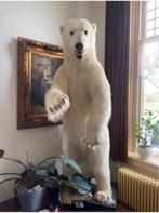 opgezette ijsbeer 235 cm hoog !! ursus maritimus, Collections, Collections Animaux, Animal sauvage, Enlèvement, Animal empaillé