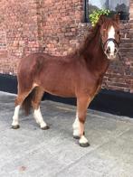 B pony 13 jaar, Dieren en Toebehoren, Paarden, Gechipt, Minder dan 160 cm, B, Ruin