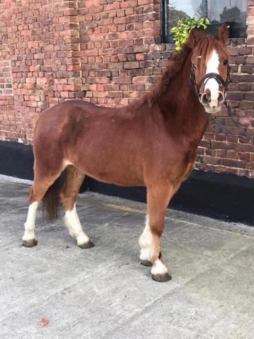 B pony 13 jaar  beschikbaar voor biedingen