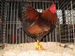 wyandotten, Dieren en Toebehoren, Meerdere dieren, Kip