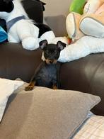 Dwergpinscher reutje, Dieren en Toebehoren, België, CDV (hondenziekte), 8 tot 15 weken, Eén hond