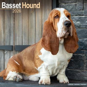 Basset Hound-kalender 2026 beschikbaar voor biedingen
