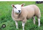 Raszuivere texelram gezocht dekram, Dieren en Toebehoren, Mannelijk, Schaap, 0 tot 2 jaar