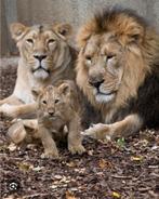 2 tickets ZOO antwerpen/planckendael