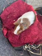 Cavia man, Dieren en Toebehoren, Knaagdieren, Cavia