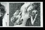 Pirelli Calendar 1998 photography by Bruce Weber, Livres, Art & Culture | Photographie & Design, Comme neuf, Enlèvement, Photographes