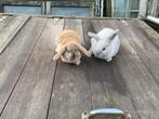 Konijn, Dieren en Toebehoren, Konijnen, Meerdere dieren, 0 tot 2 jaar