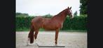 Mooie voskleurige Desperado merrie, Dieren en Toebehoren, Paarden, Merrie, Gechipt, Dressuurpaard, 7 tot 10 jaar