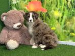 Australische Herder pups - kleur Merle, Dieren en Toebehoren, CDV (hondenziekte), Meerdere, Teef, 8 tot 15 weken