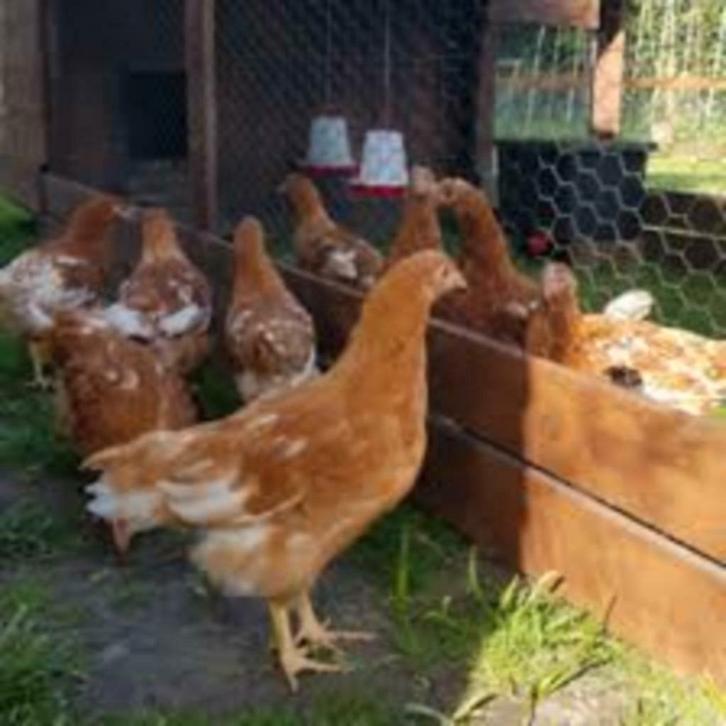 Legkippen legklaar - 0472-51.09.71 - Zondag open tot 21u, Dieren en Toebehoren, Pluimvee, Kip