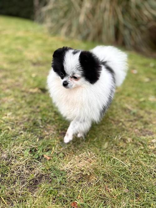 Pomeriaan pup (dwergkeesje) Teefje, Dieren en Toebehoren, Honden | Poolhonden, Keeshonden en Oertypen, Teef, Keeshond, Fokker | Hobbymatig