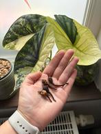 Alocasia Dragon Scale variegata knollen, Overige soorten, Minder dan 100 cm, Groene kamerplant, Halfschaduw