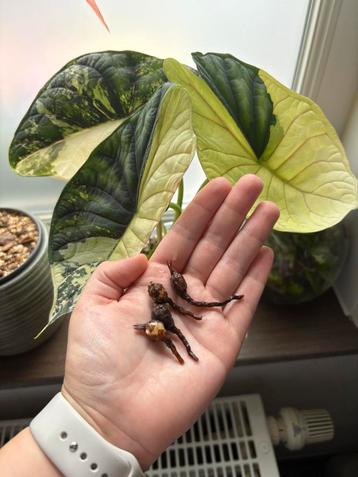 Alocasia Dragon Scale variegata knollen beschikbaar voor biedingen