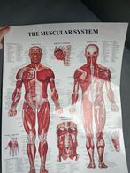Anatomie poster, Ophalen, Zo goed als nieuw