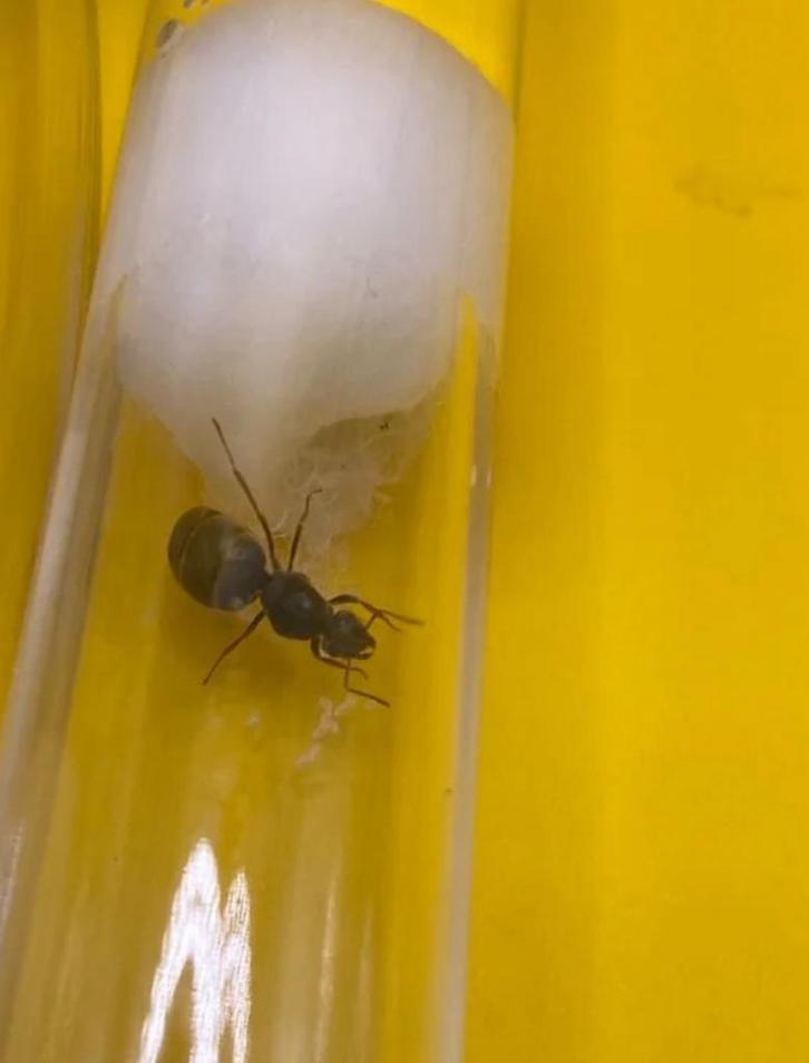 Lasius Niger koningin met broed, Dieren en Toebehoren, Insecten en Spinnen, Mieren