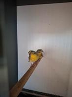 2 mozambique sijsjes, Dieren en Toebehoren, Mannelijk