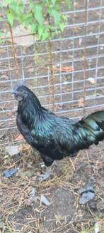 Ayam Cemani 2025 kip, Dieren en Toebehoren, Pluimvee