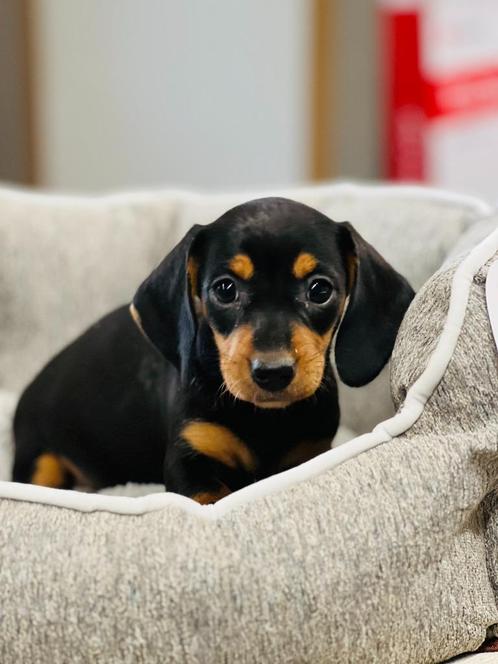 Teckel pupjes hier geboren, Dieren en Toebehoren, Honden | Teckels en Dashonden, Meerdere dieren, Korthaar, Dwerg, Fokker | Professioneel