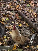 3 serama haantjes, Dieren en Toebehoren