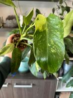 Philodendron Jose Buono, Enlèvement ou Envoi