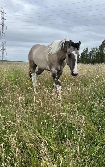 Grullo tobiano 2y paint merrie, Moins de 160 cm, 0 à 2 ans, Cheval de récréation, Jument