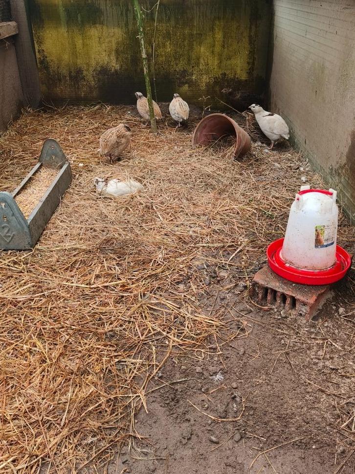 Japanse kwartel, Dieren en Toebehoren, Pluimvee, Overige soorten, Meerdere dieren