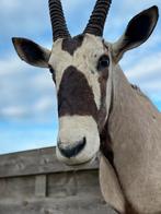 Opgezette paarden antilope of oryx, Enlèvement