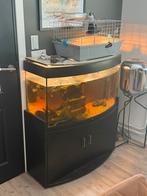 Juwel aquarium 200 liter incl. 2 volwassen schildpadden, Ophalen, Gebruikt, Terrarium of Paludarium