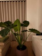 Alocasia kamerplant (incl. Bloempot), Groene kamerplant, Ophalen, In pot, 100 tot 150 cm