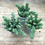 Vetplanten : Sedum Morganianum Burrito, Ophalen, Vetplant