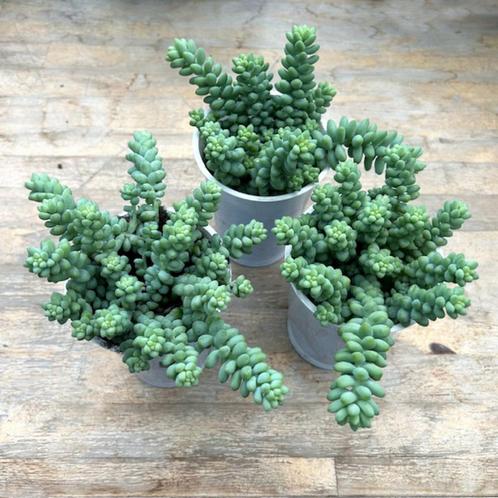 Vetplanten : Sedum Morganianum Burrito, Huis en Inrichting, Kamerplanten, Vetplant, Ophalen