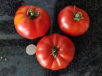 5 zaden tomaat Rouge de Namur - biologisch, Verzenden, Voorjaar, Zaad
