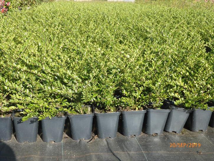 Plante Couvre-sol persistante, Tuin en Terras, Planten | Tuinplanten, Bodembedekkers, Ophalen