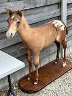 Paardje veulen taxidermie opgezette, Antiek en Kunst, Curiosa en Brocante, Ophalen of Verzenden