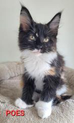 Maine Coon kittens, Dieren en Toebehoren, Meerdere dieren, Gechipt, 0 tot 2 jaar