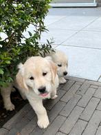 Prachtige golden retriever pups, Dieren en Toebehoren, Golden retriever, België, Fokker | Hobbymatig, CDV (hondenziekte)