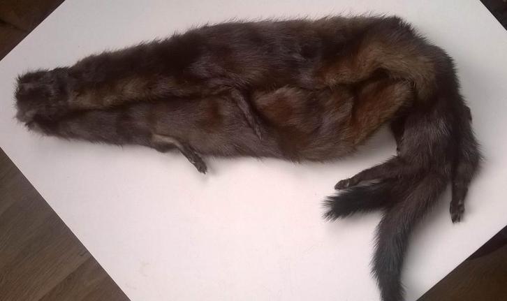 Col de fourrure vintage en hermine marron, Vêtements | Femmes, Bonnets, Écharpes & Gants, Comme neuf, Enlèvement ou Envoi