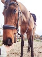 Superlief recreatiepaard - halve stal/full lease of adoptie, Dieren en Toebehoren, Paarden, Ruin, Recreatiepaard, Ontwormd