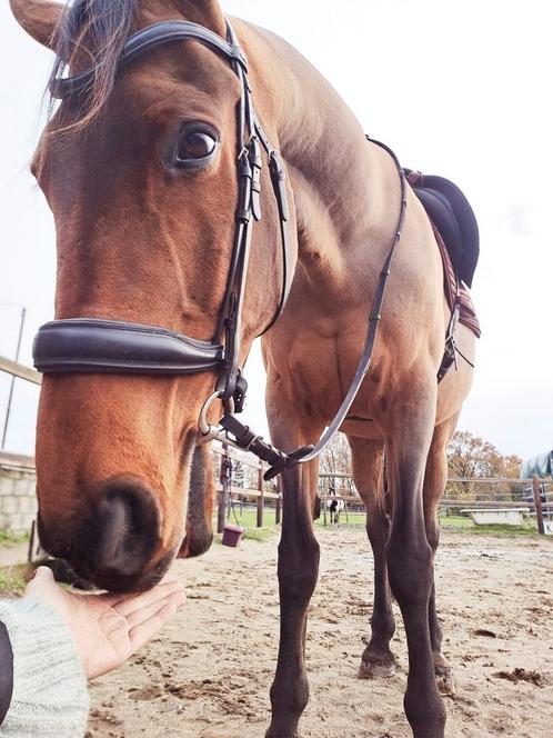 Superlief recreatiepaard - halve stal/full lease of adoptie, Dieren en Toebehoren, Paarden, Ruin, Recreatiepaard, Ontwormd