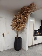 Gouden boom, Enlèvement