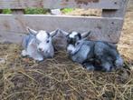 Mooie jonge blauwschimmel dwerggeit lammetjes, Dieren en Toebehoren, Schapen, Geiten en Varkens, Meerdere dieren, Geit, 0 tot 2 jaar
