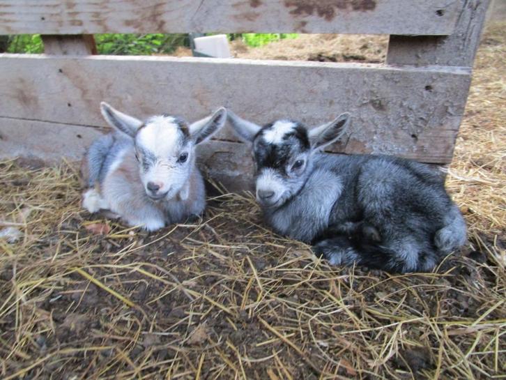 Mooie jonge blauwschimmel dwerggeit lammetjes, Dieren en Toebehoren, Schapen, Geiten en Varkens, Geit, Meerdere dieren, 0 tot 2 jaar